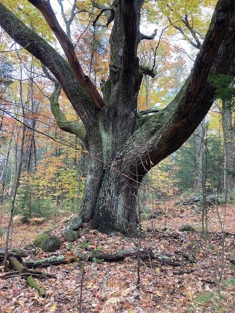 Wolf Trees: Denizens of our New England Forests