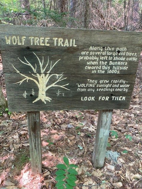 Wolf Tree Trail sign