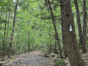 Summer Guided Hike