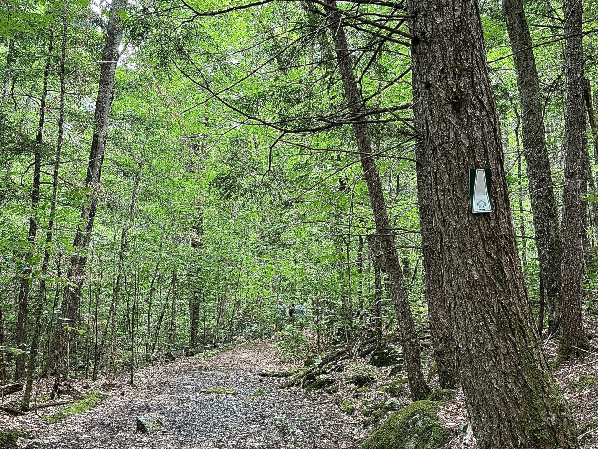 Summer Guided Hike